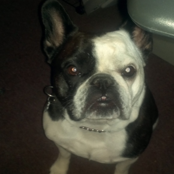 Meet your Posher, Joy - Picture 2 of 3